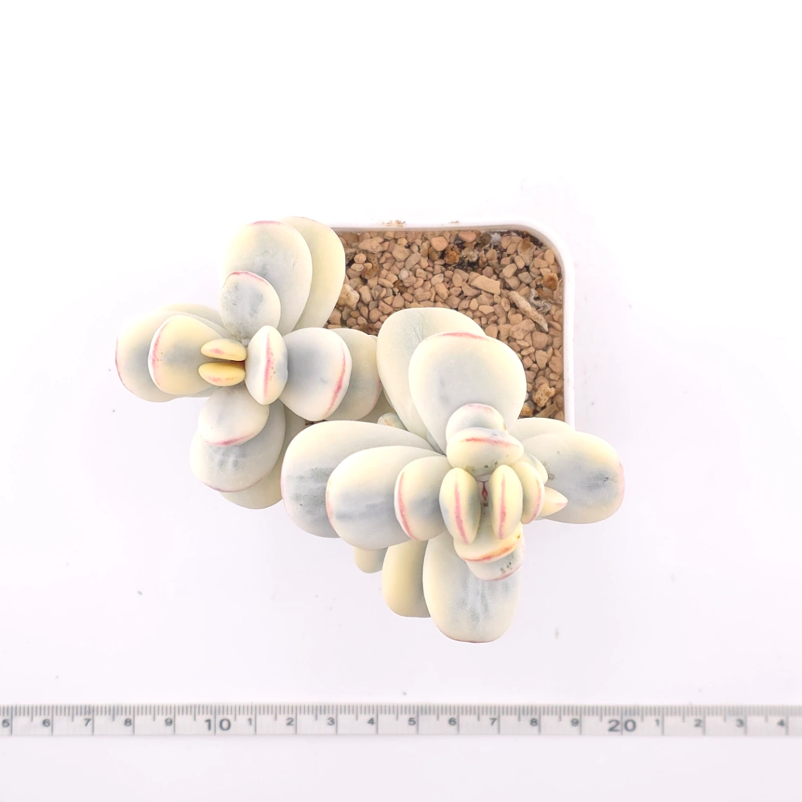 Cotyledon orbiculata cv. variegated (rounded leaf ver.) | 乒乓福娘錦 thumbnail 4