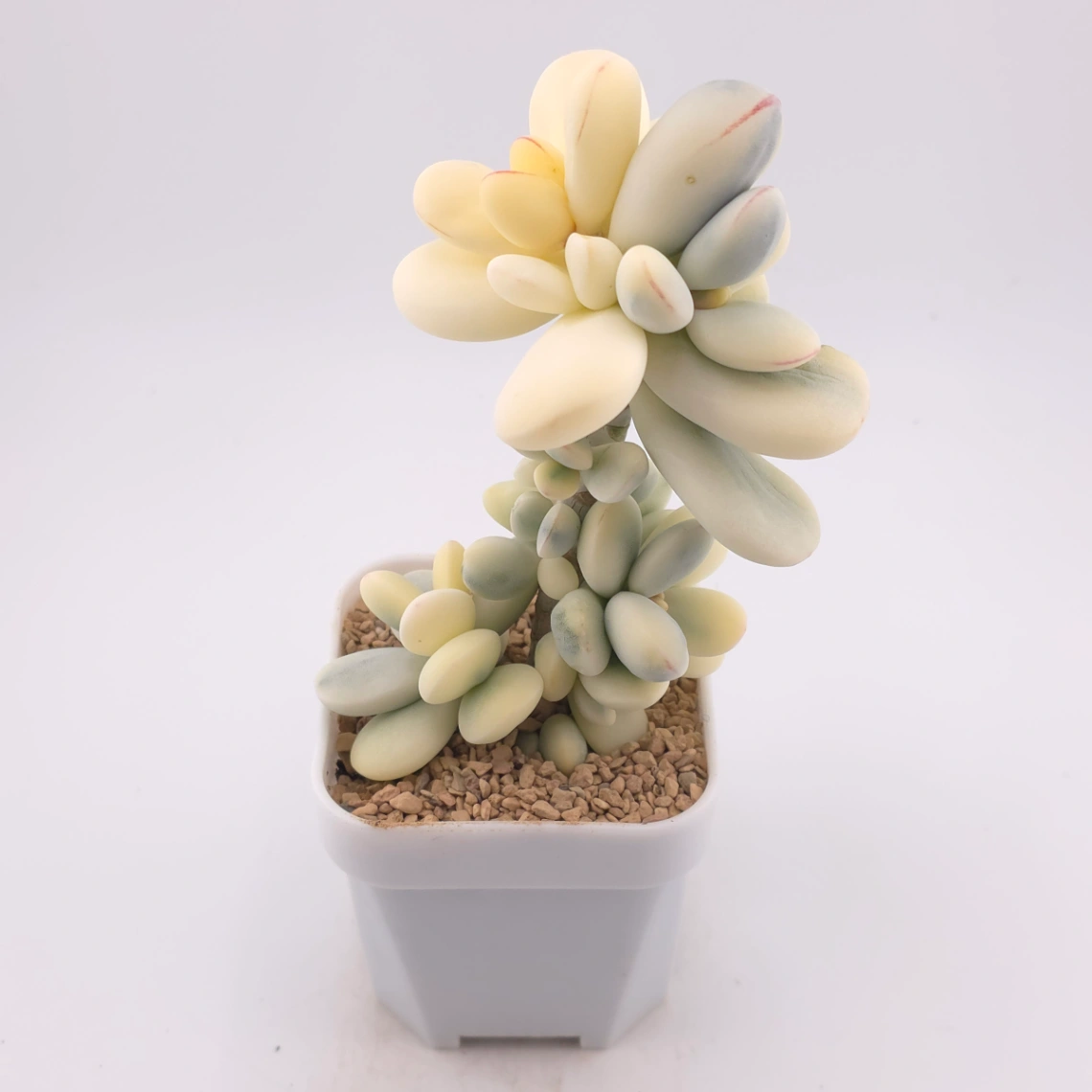 Cotyledon orbiculata cv. variegated (rounded leaf ver.) | 乒乓福娘錦 thumbnail 2