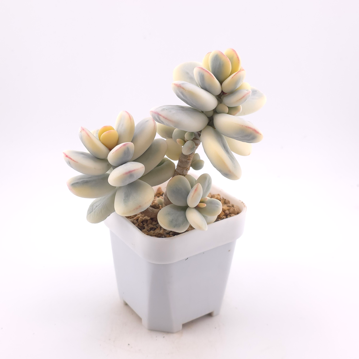 Cotyledon orbiculata cv. variegated (rounded leaf ver.) | 乒乓福娘錦 thumbnail 3