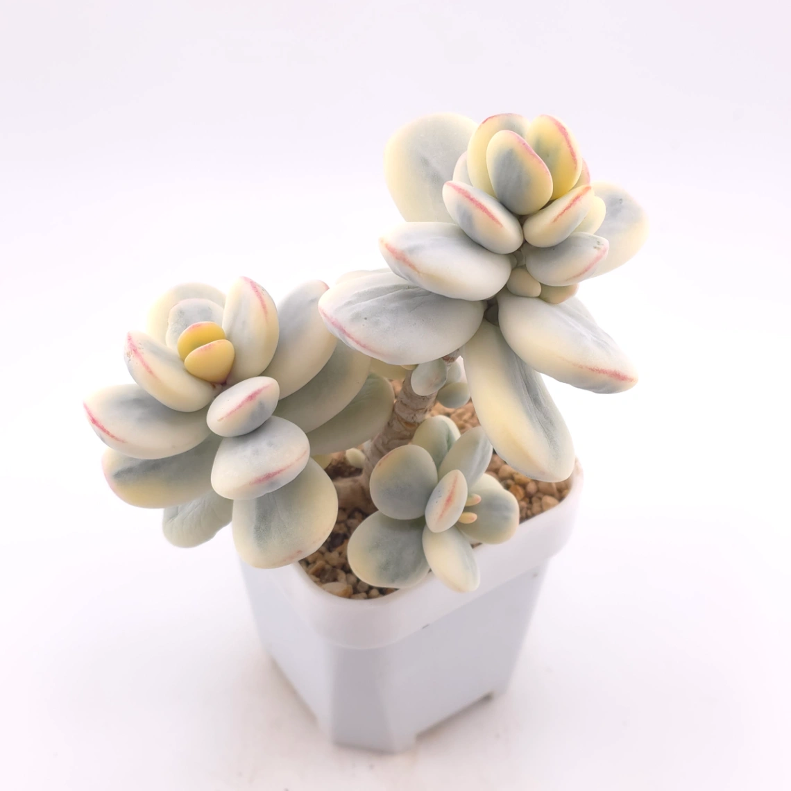 Cotyledon orbiculata cv. variegated (rounded leaf ver.) | 乒乓福娘錦 thumbnail 2