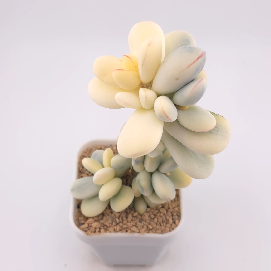 Cotyledon orbiculata cv. variegated (rounded leaf ver.) | 乒乓福娘錦 - View 1