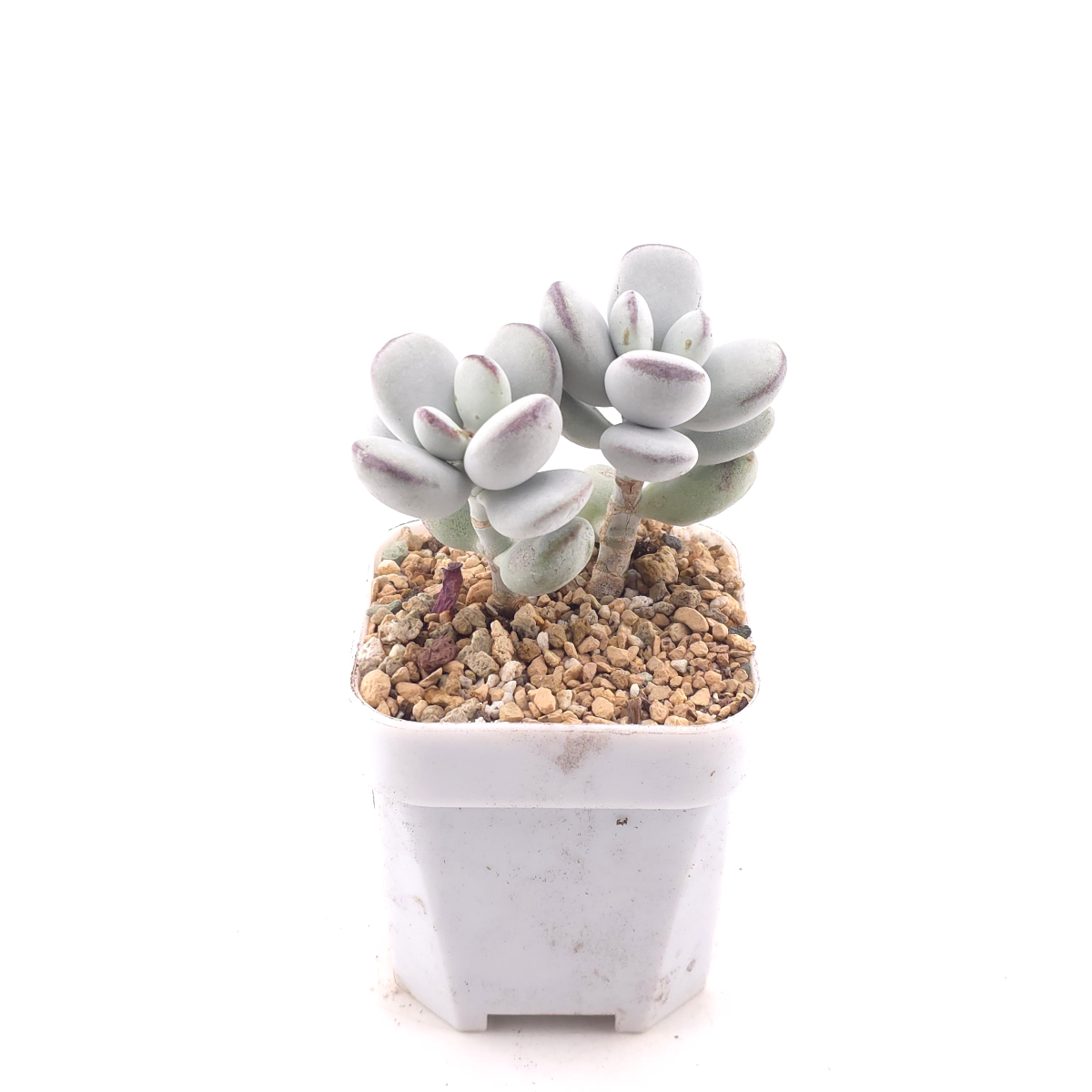 Cotyledon orbiculata | 乒乓福娘 thumbnail 3