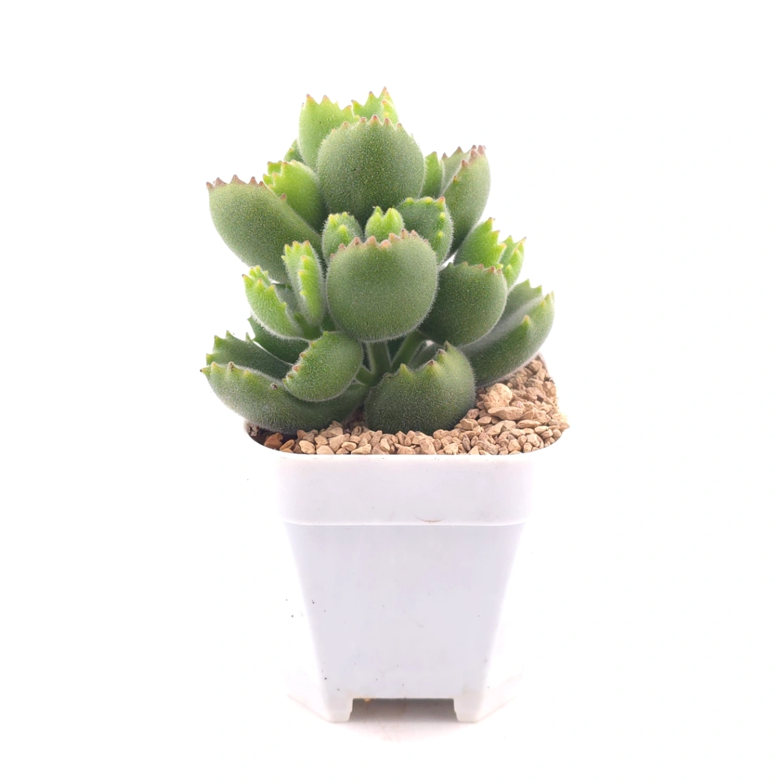Cotyledon tomentosa ‘Bear’s Paw’ | 綠熊 / 熊童子 thumbnail 3