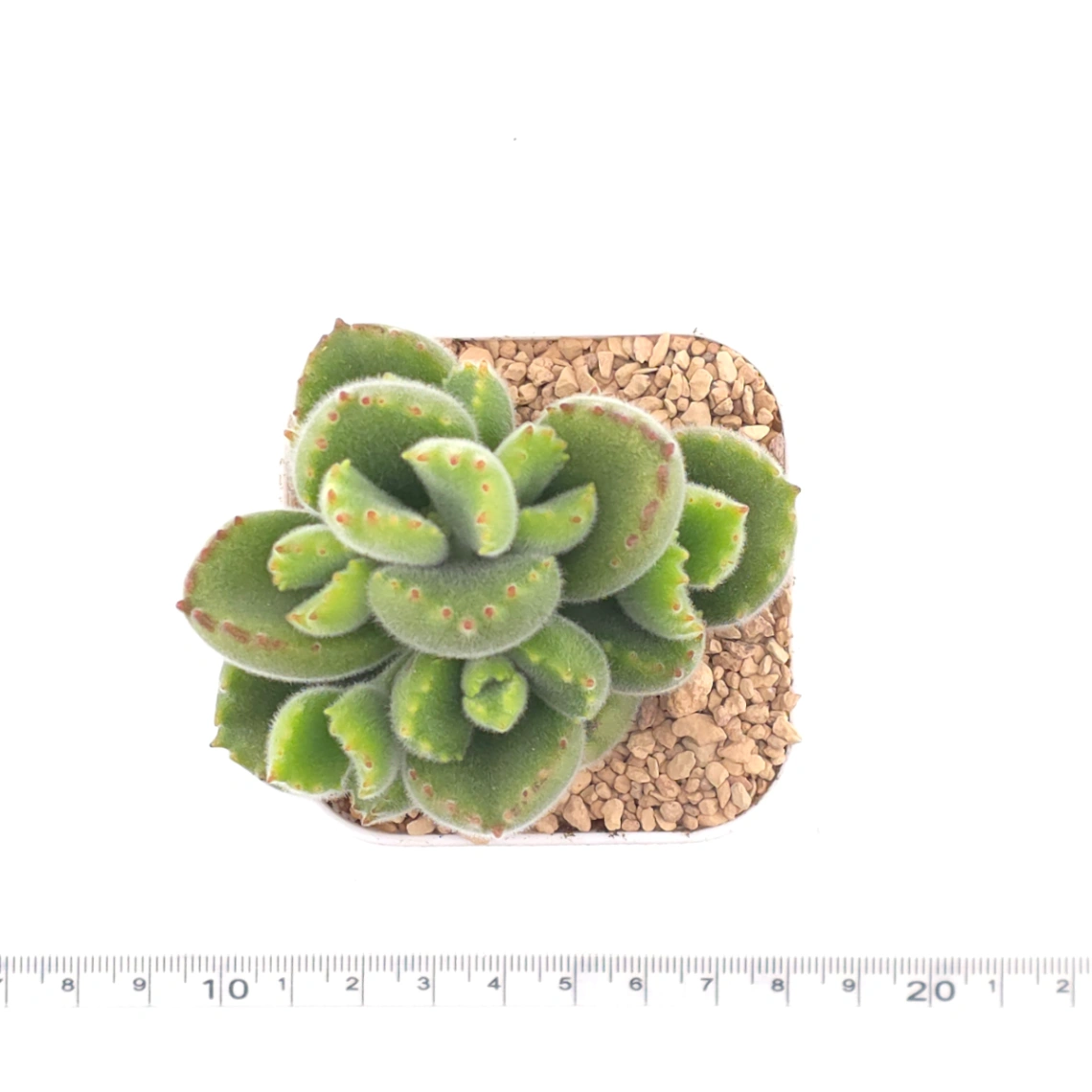 Cotyledon tomentosa ‘Bear’s Paw’ | 綠熊 / 熊童子 thumbnail 4