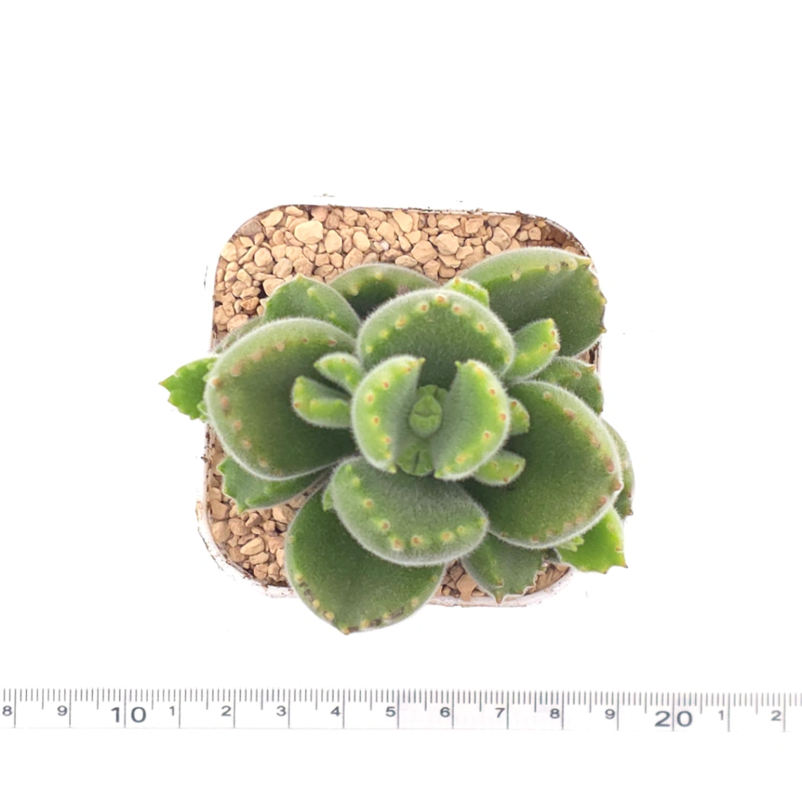 Cotyledon tomentosa ‘Bear’s Paw’ | 綠熊 / 熊童子 thumbnail 4