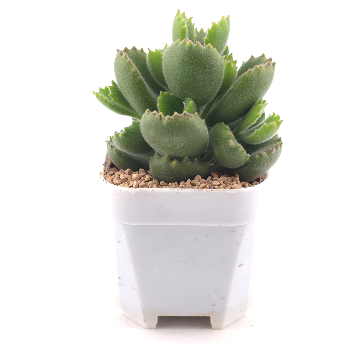Cotyledon tomentosa ‘Bear’s Paw’ | 綠熊 / 熊童子 thumbnail 3