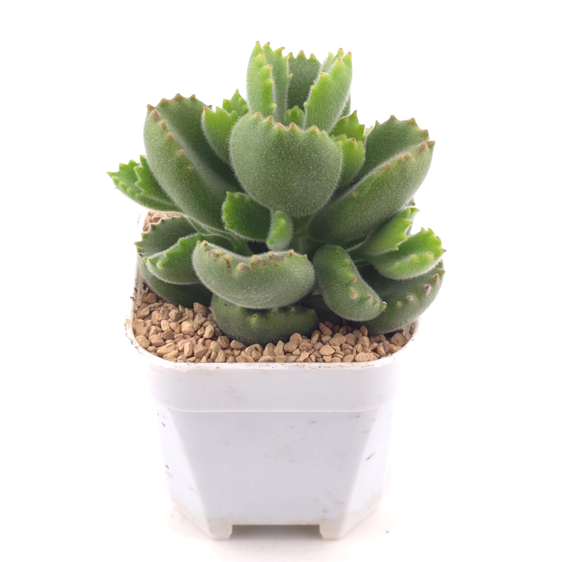 Cotyledon tomentosa ‘Bear’s Paw’ | 綠熊 / 熊童子 thumbnail 2