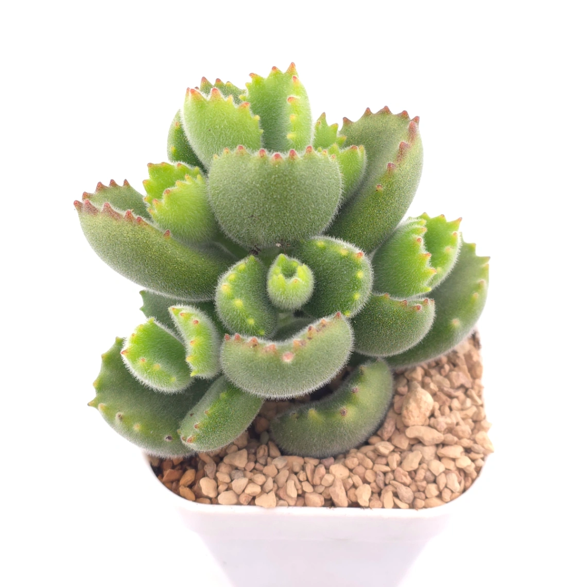 Cotyledon tomentosa ‘Bear’s Paw’ | 綠熊 / 熊童子 - View 1