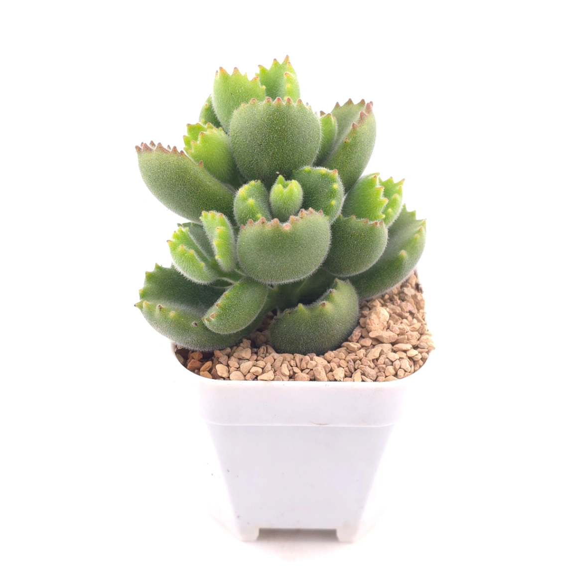 Cotyledon tomentosa ‘Bear’s Paw’ | 綠熊 / 熊童子 thumbnail 2