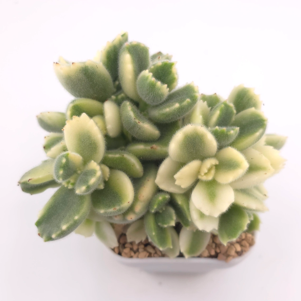 Cotyledon tomentosa ‘Bear’s Paw’ variegated | 白熊 - View 1