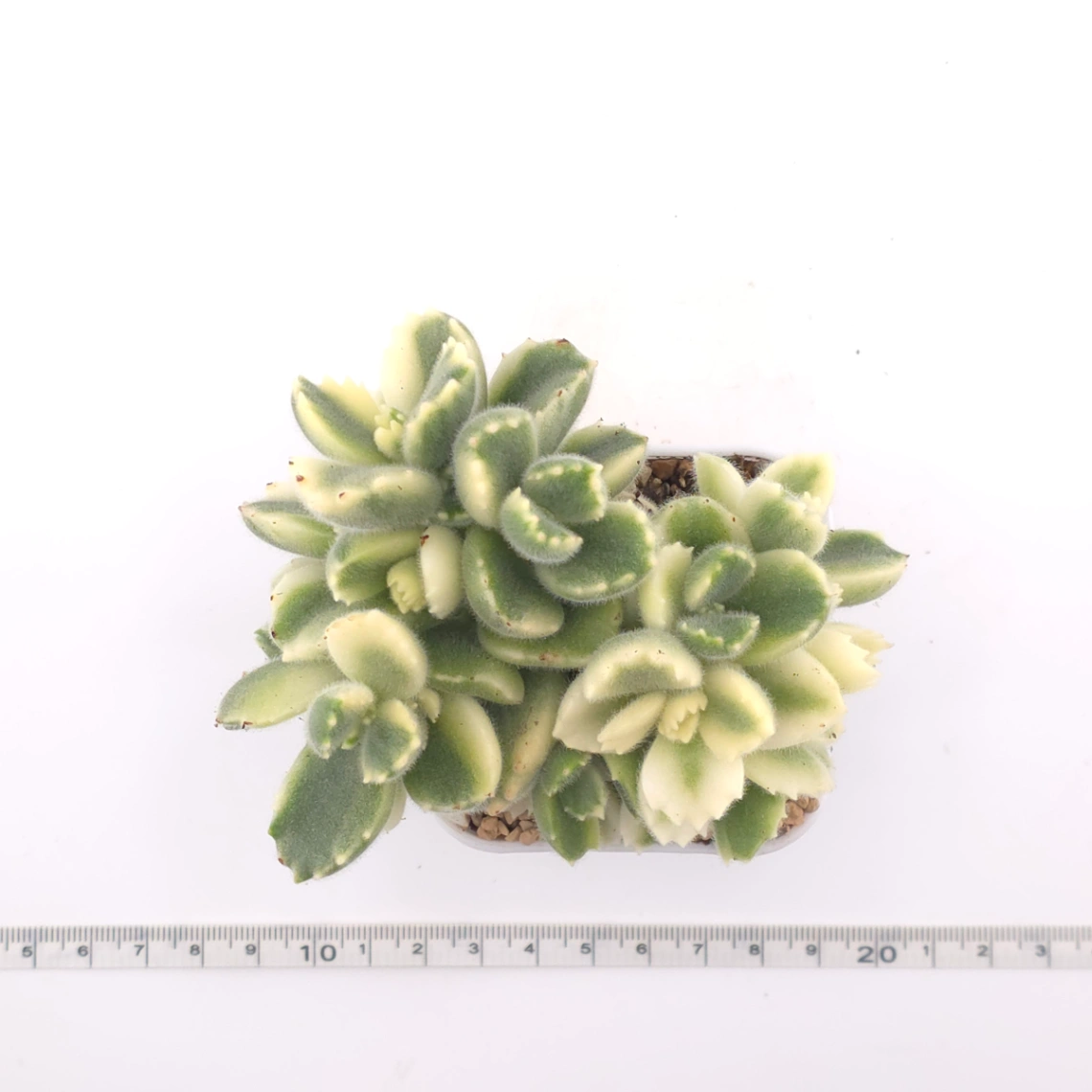 Cotyledon tomentosa ‘Bear’s Paw’ variegated | 白熊 thumbnail 4