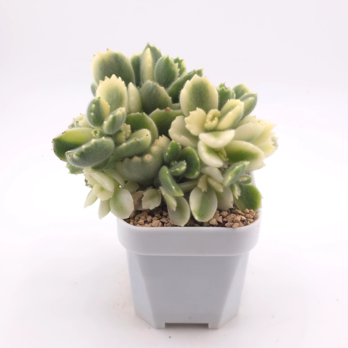 Cotyledon tomentosa ‘Bear’s Paw’ variegated | 白熊 thumbnail 3