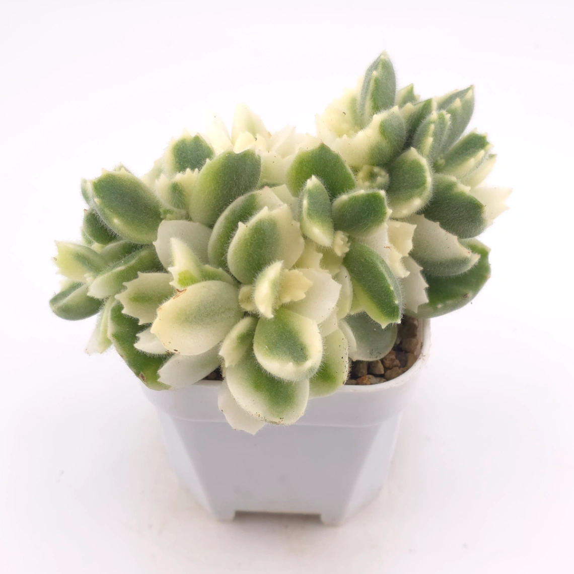 Cotyledon tomentosa ‘Bear’s Paw’ variegated | 白熊 thumbnail 2