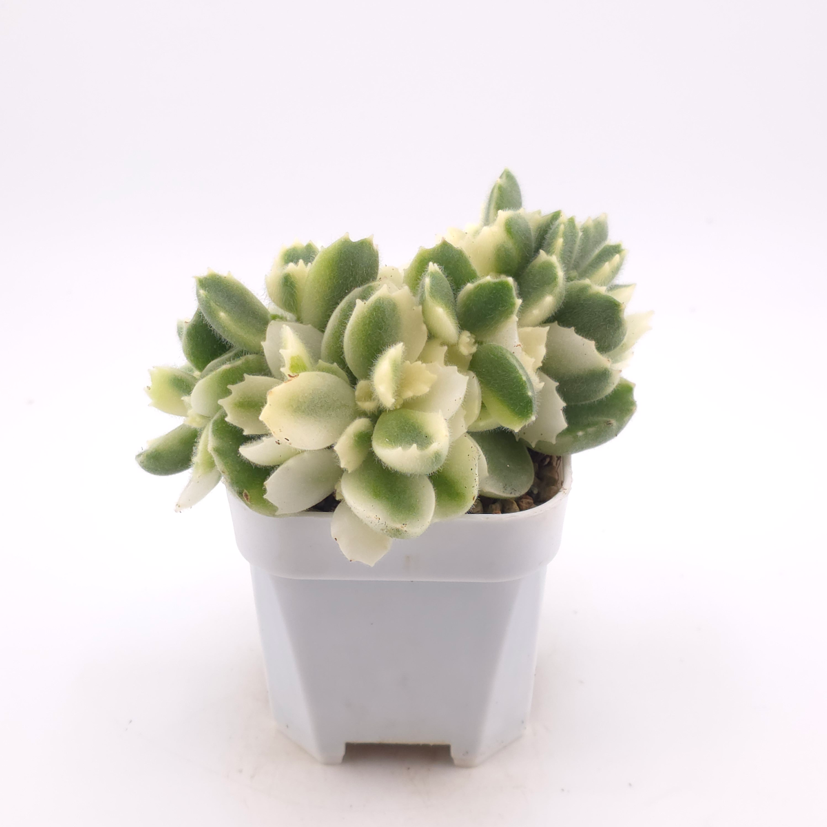 Cotyledon tomentosa ‘Bear’s Paw’ variegated | 白熊 thumbnail 3