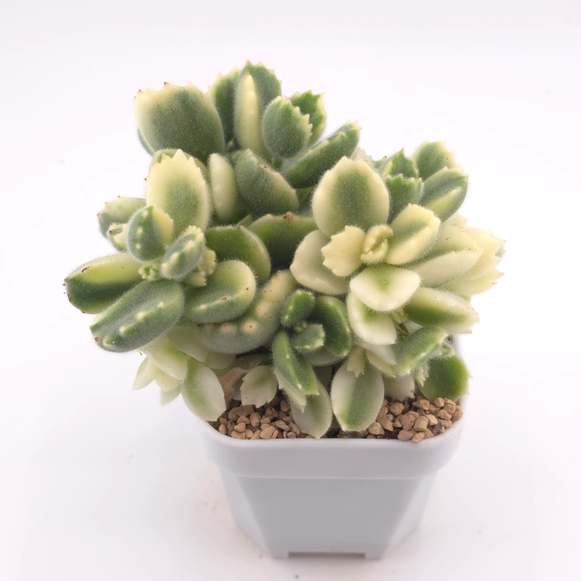 Cotyledon tomentosa ‘Bear’s Paw’ variegated | 白熊 thumbnail 2