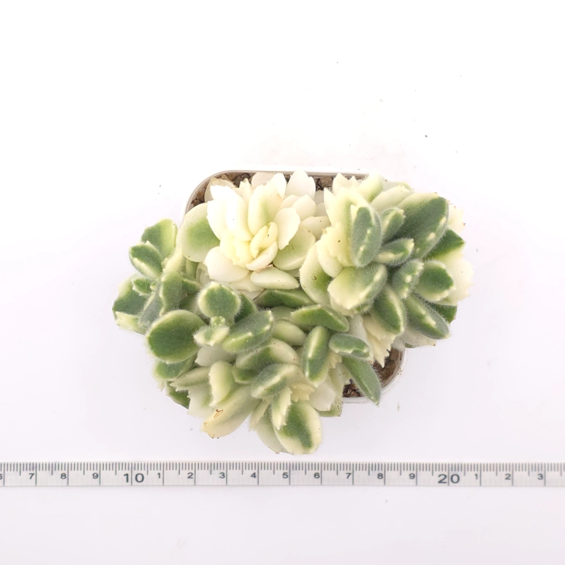 Cotyledon tomentosa ‘Bear’s Paw’ variegated | 白熊 thumbnail 4
