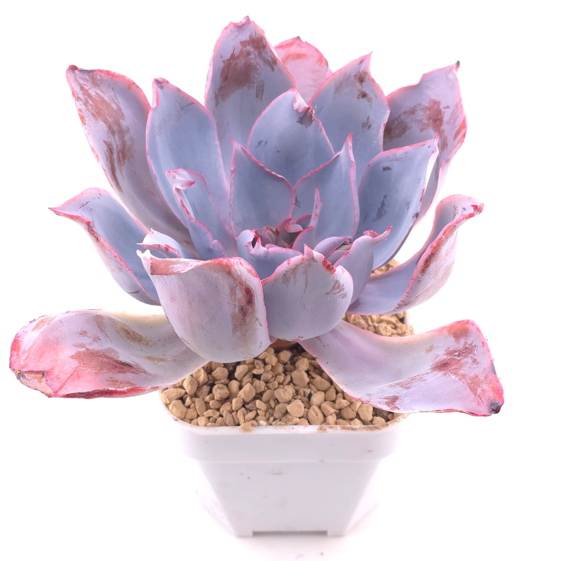 Echeveria 'Afterglow' | 晚霞 thumbnail 2