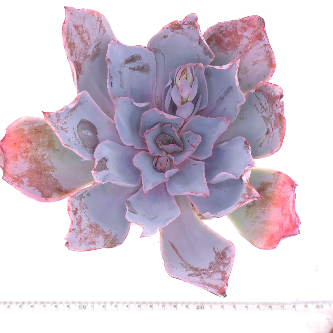 Echeveria ‘Afterglow' | 晚霞 thumbnail 4