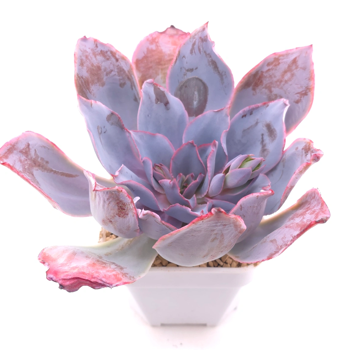 Echeveria ‘Afterglow' | 晚霞 thumbnail 2