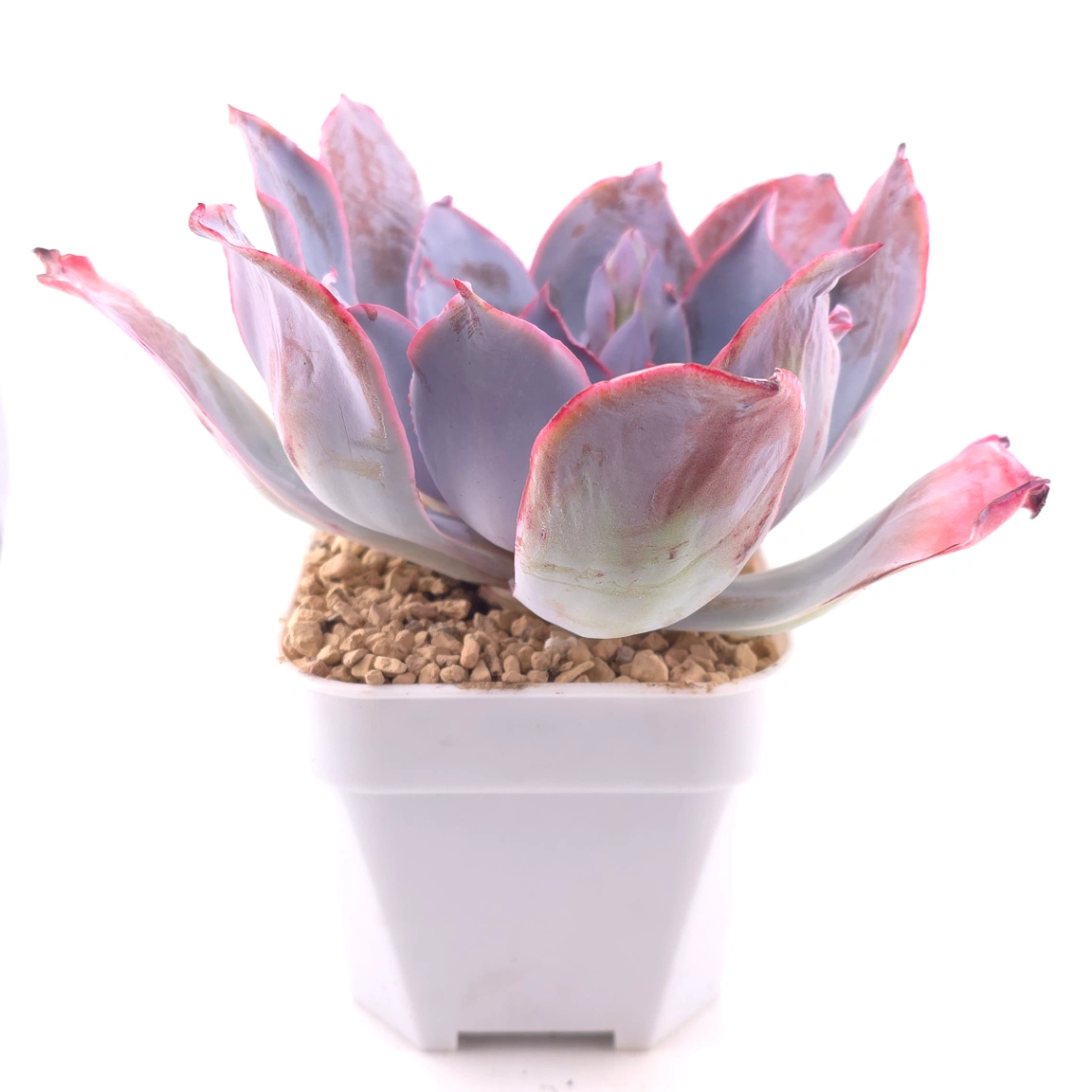 Echeveria ‘Afterglow' | 晚霞 thumbnail 3