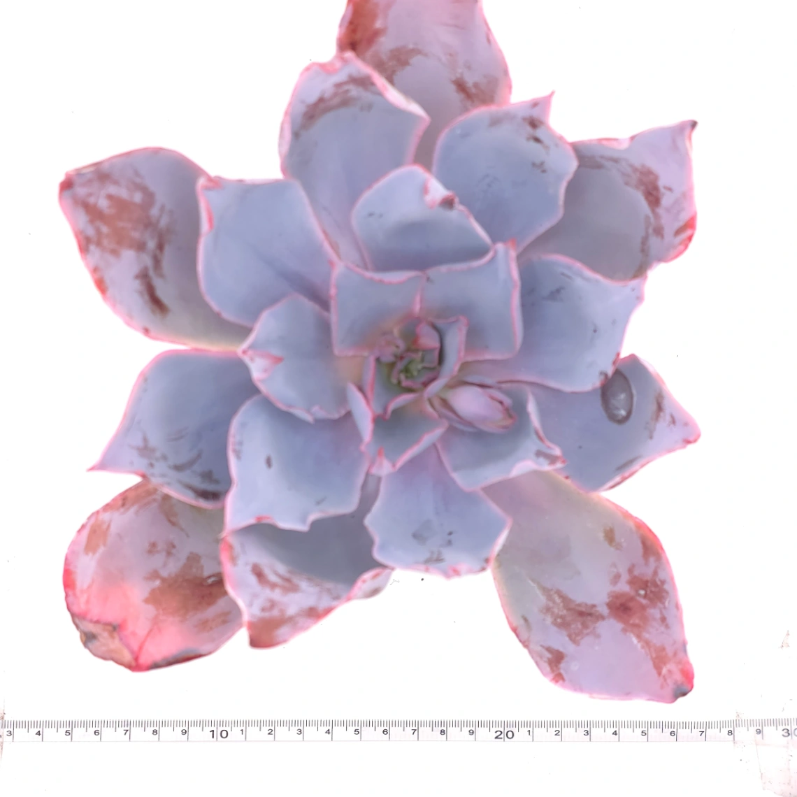 Echeveria 'Afterglow' | 晚霞 thumbnail 3