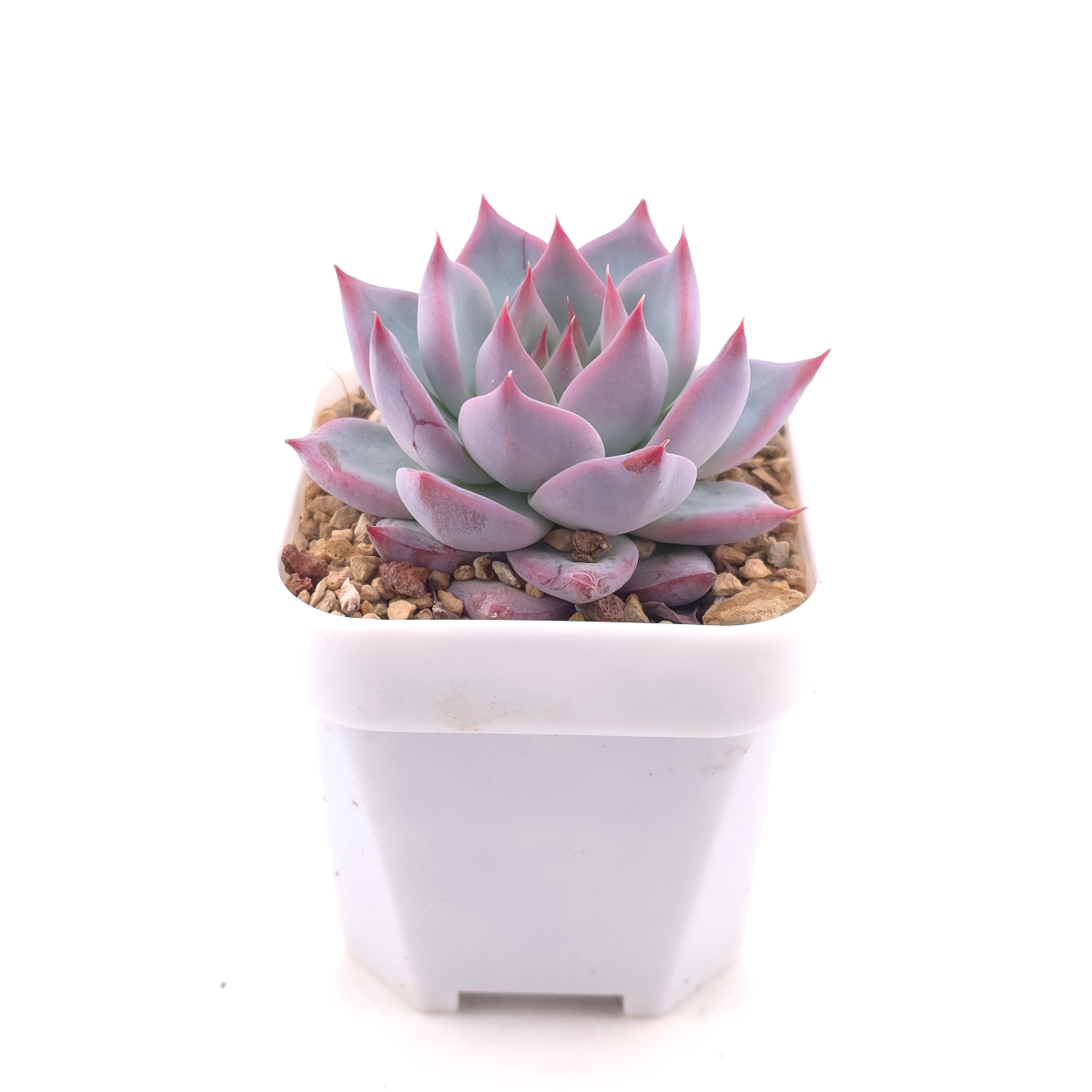 Echeveria colorata spp. | 卡羅拉雜 thumbnail 3