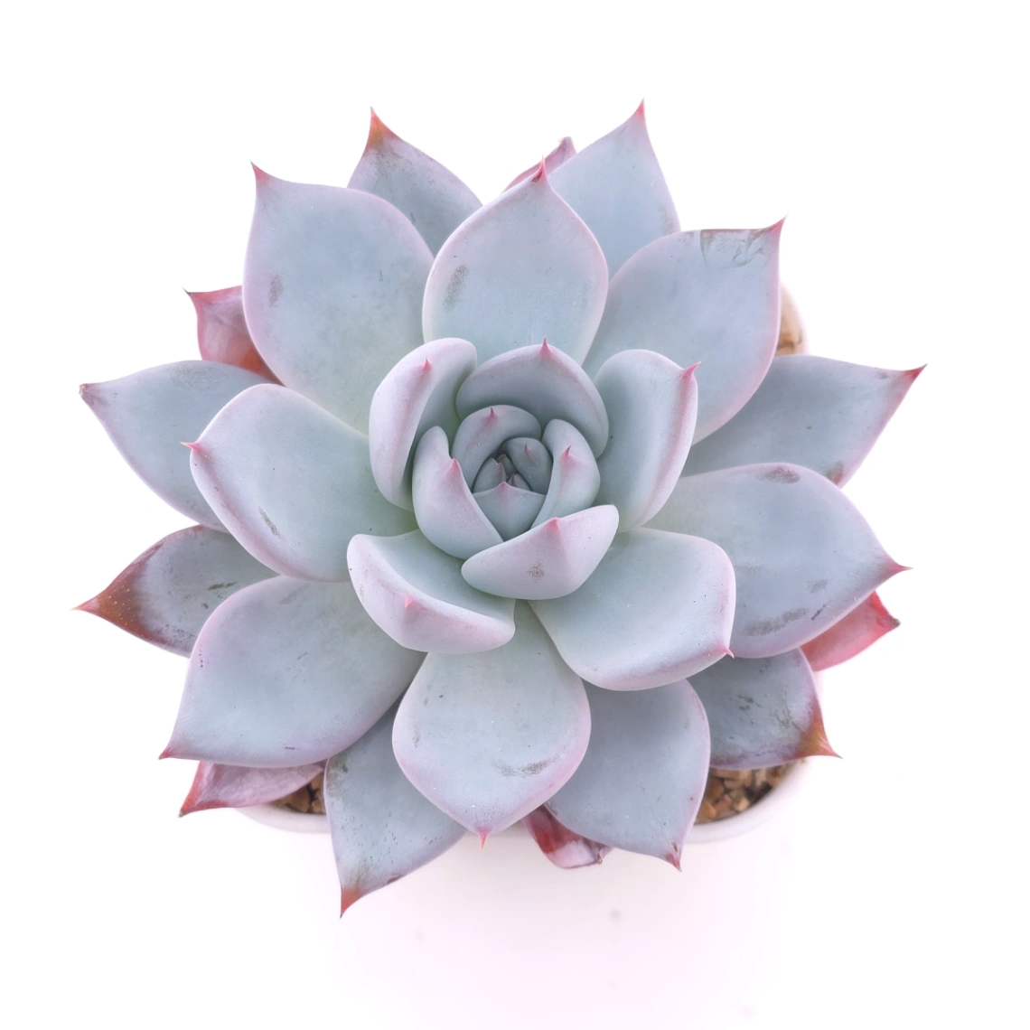 Echeveria colorata spp. | 卡羅拉雜 - View 1