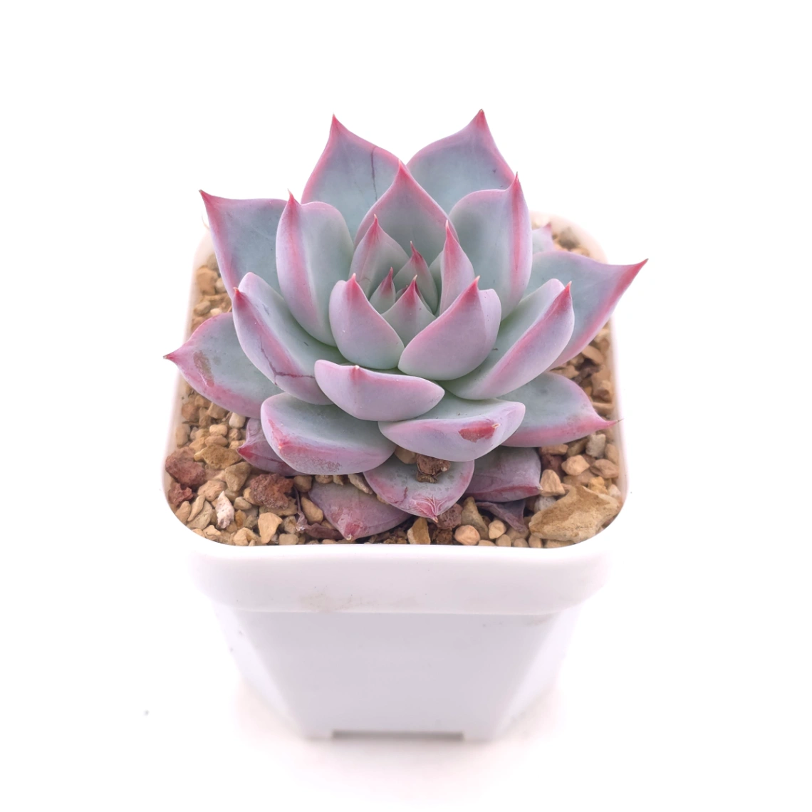 Echeveria colorata spp. | 卡羅拉雜 thumbnail 2