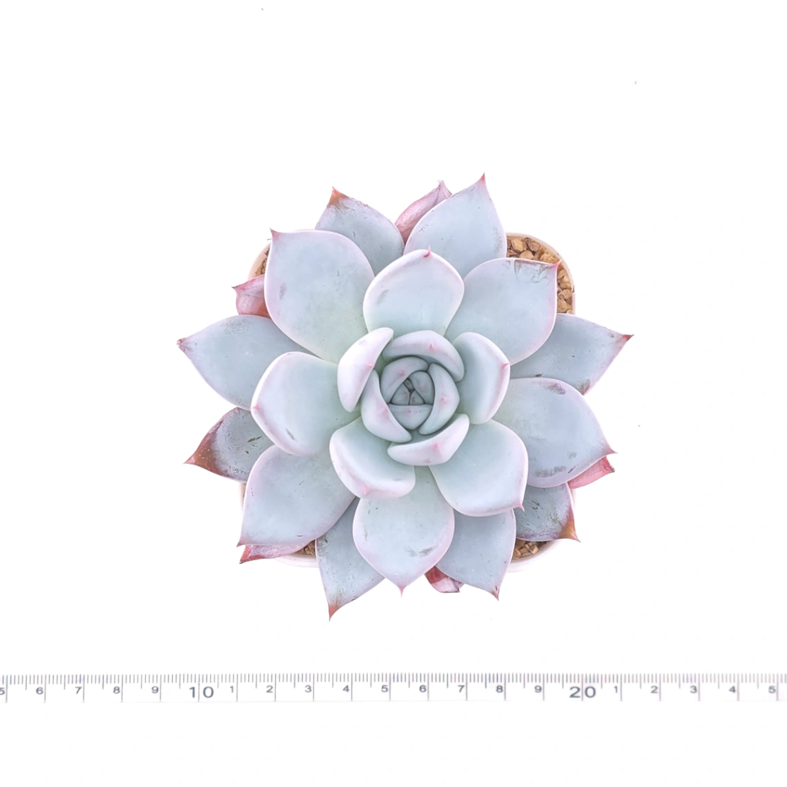 Echeveria colorata spp. | 卡羅拉雜 thumbnail 4
