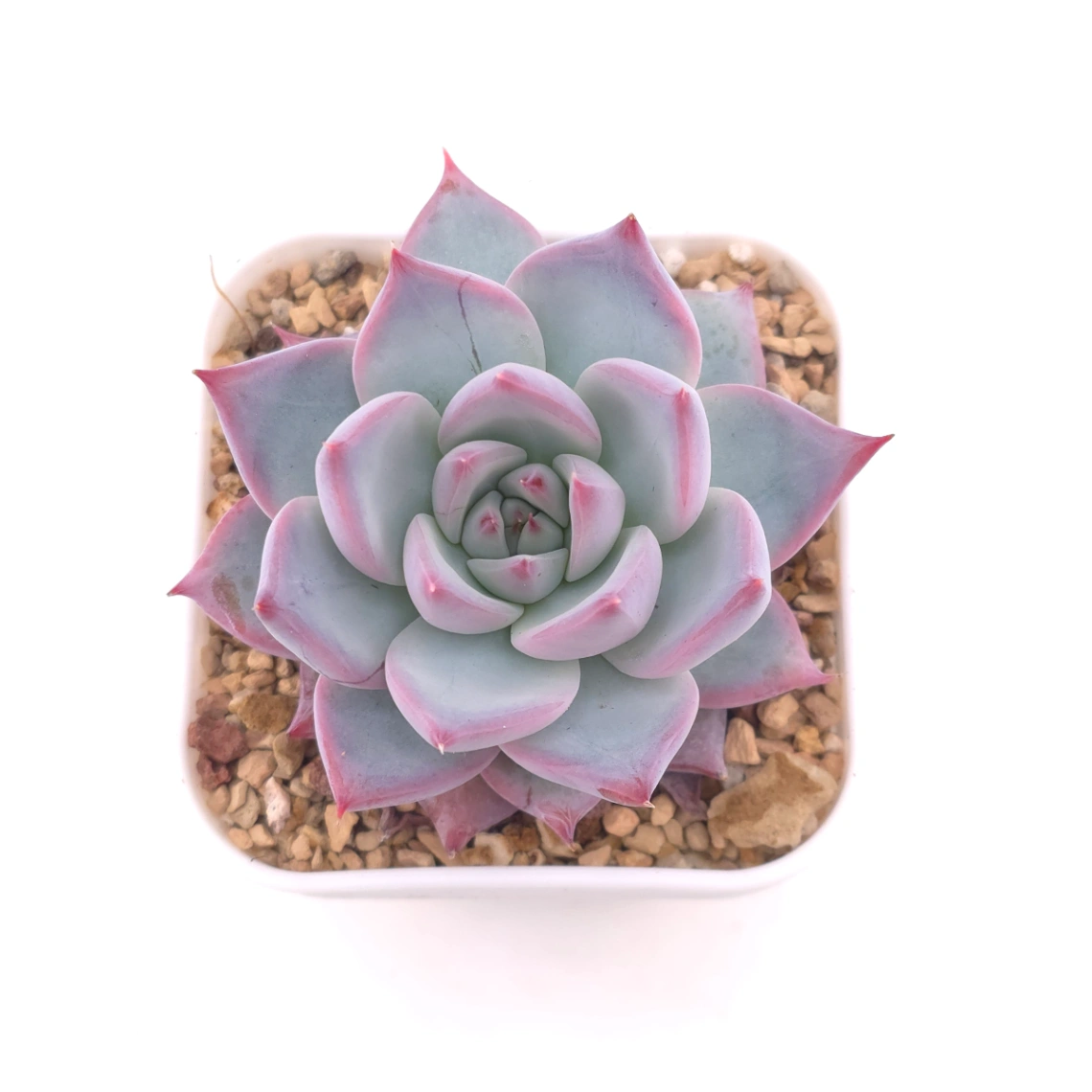 Echeveria colorata spp. | 卡羅拉雜 - View 1