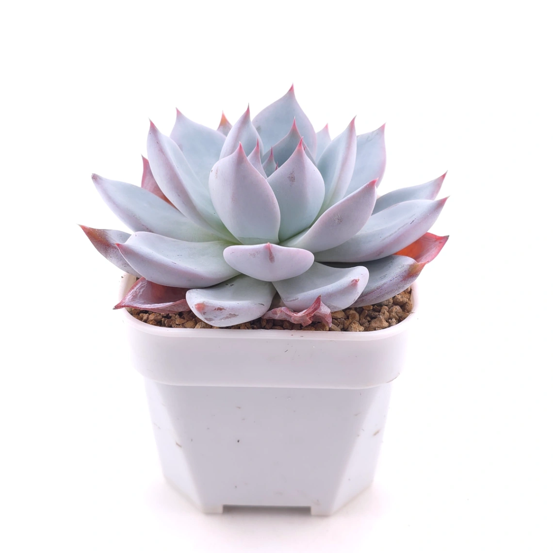 Echeveria colorata spp. | 卡羅拉雜 thumbnail 3