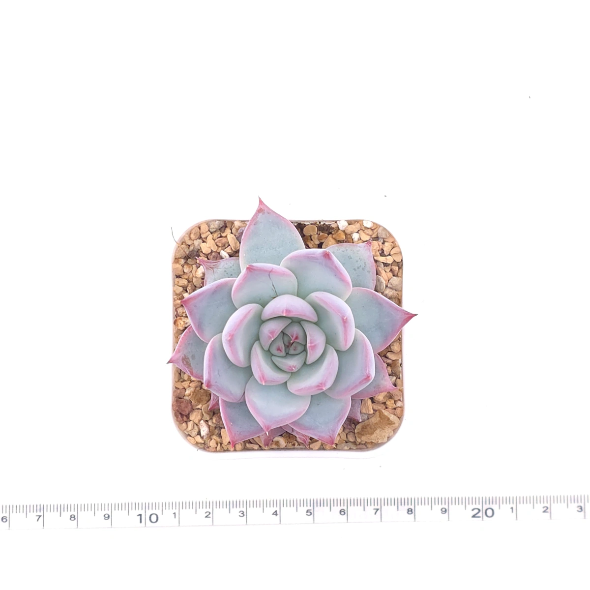 Echeveria colorata spp. | 卡羅拉雜 thumbnail 4