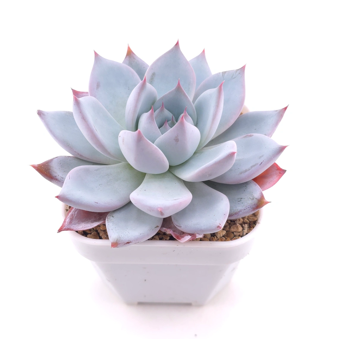 Echeveria colorata spp. | 卡羅拉雜 thumbnail 2