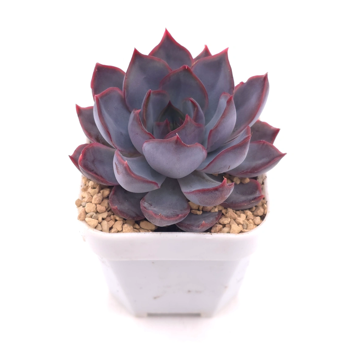 Echeveria ‘Dark Ice’ | 暗冰 thumbnail 2