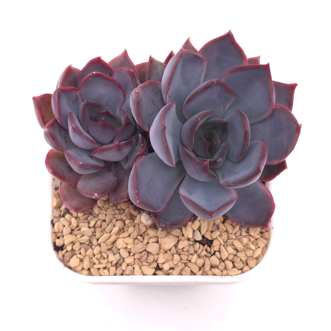 Echeveria ‘Dark Ice’ | 暗冰 - View 1