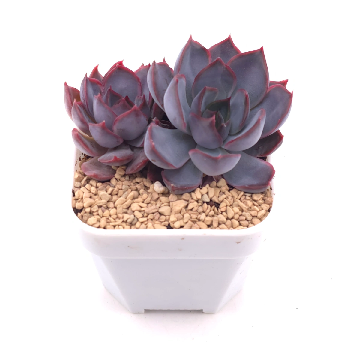 Echeveria ‘Dark Ice’ | 暗冰 thumbnail 2