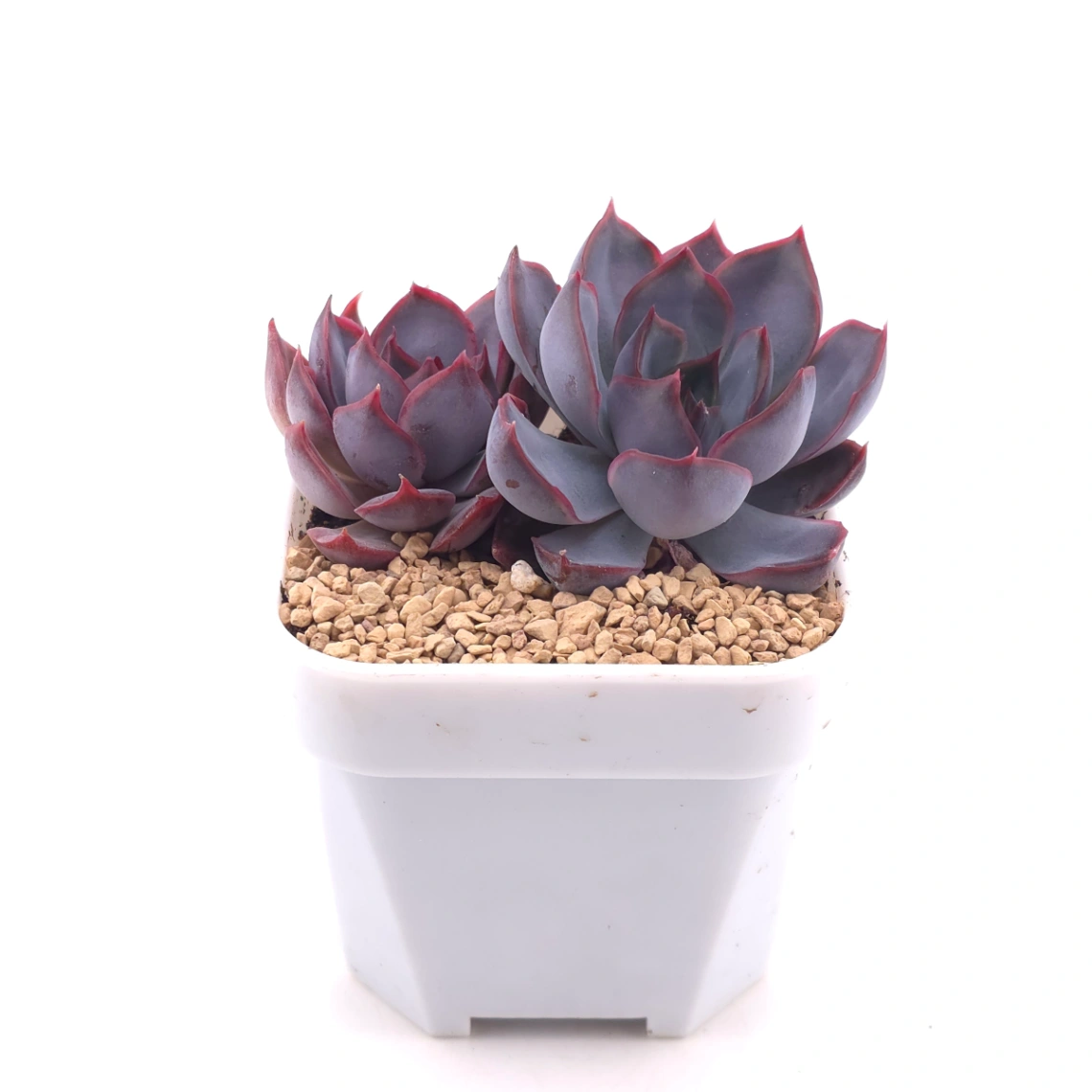 Echeveria ‘Dark Ice’ | 暗冰 thumbnail 3
