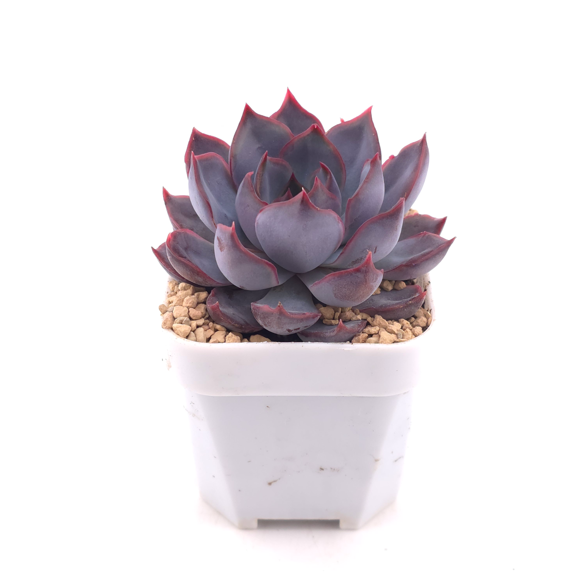 Echeveria ‘Dark Ice’ | 暗冰 thumbnail 3