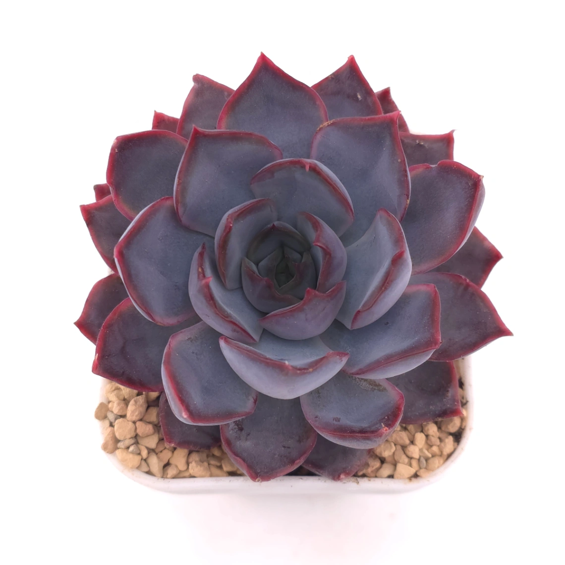 Echeveria ‘Dark Ice’ | 暗冰 - View 1