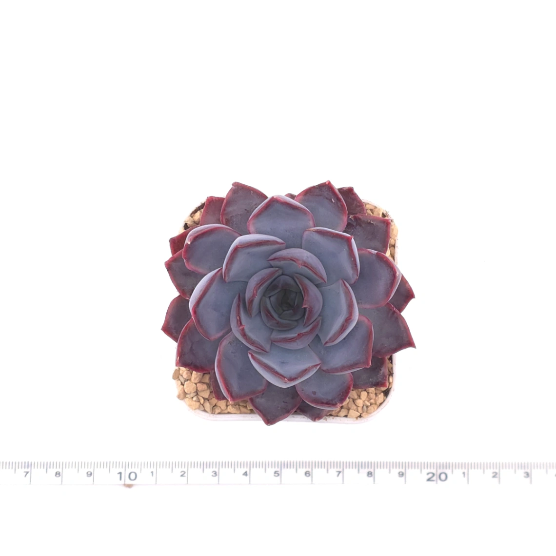 Echeveria ‘Dark Ice’ | 暗冰 thumbnail 4