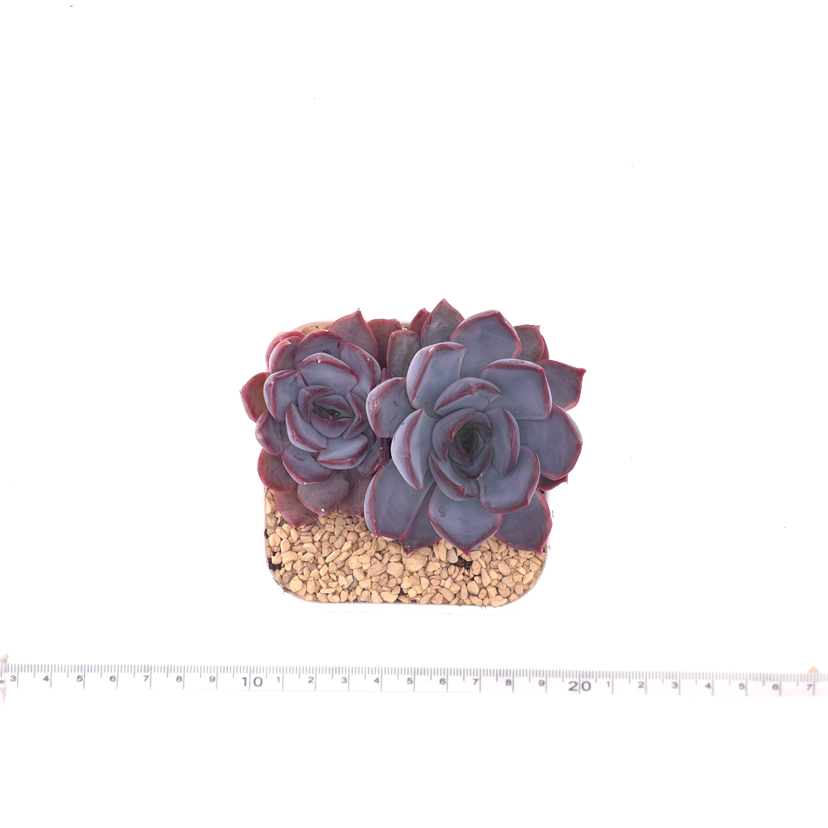 Echeveria ‘Dark Ice’ | 暗冰 thumbnail 4