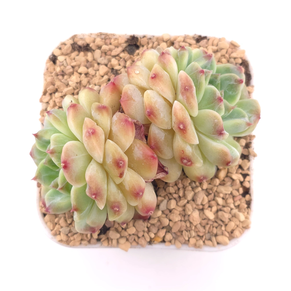 Echeveria ‘Ice Soul’ | 冰魄 - View 1