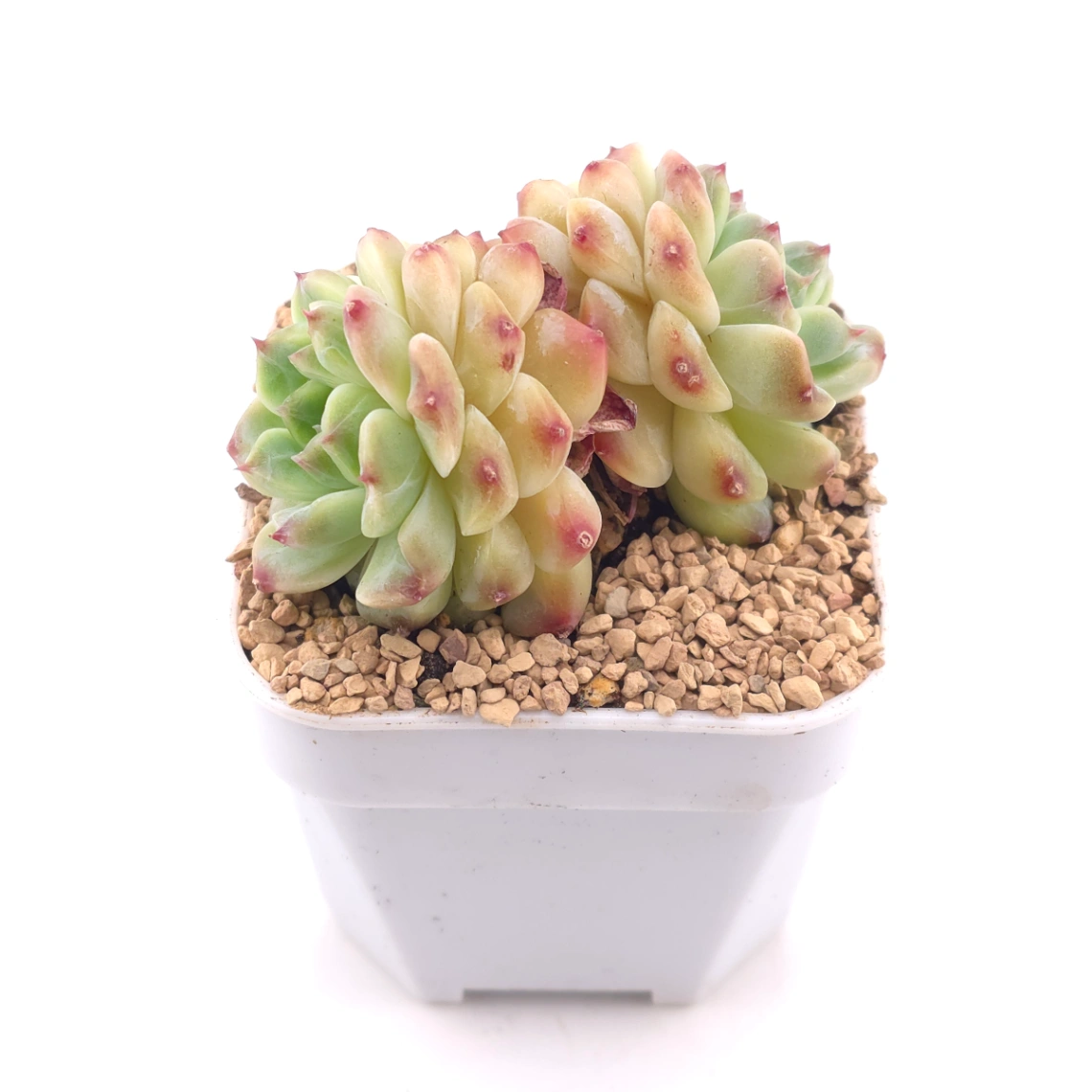 Echeveria ‘Ice Soul’ | 冰魄 thumbnail 2