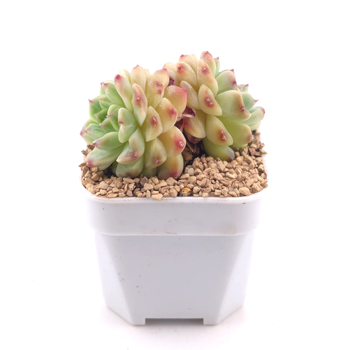 Echeveria ‘Ice Soul’ | 冰魄 thumbnail 3