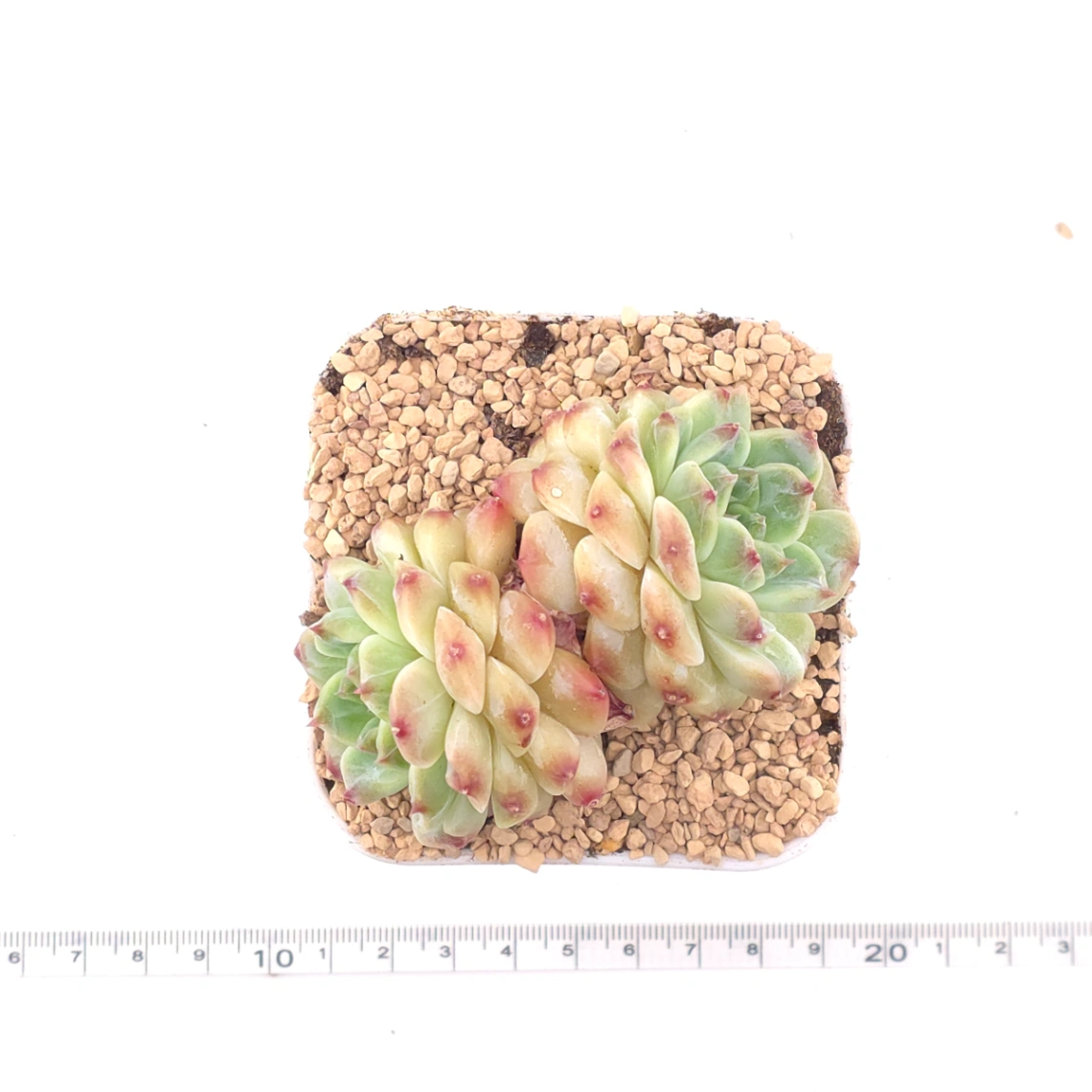 Echeveria ‘Ice Soul’ | 冰魄 thumbnail 4