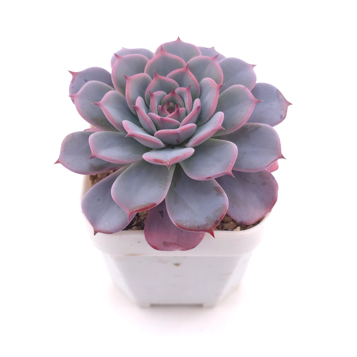 Echeveria ‘Laulensis’ | 勞倫斯 thumbnail 2