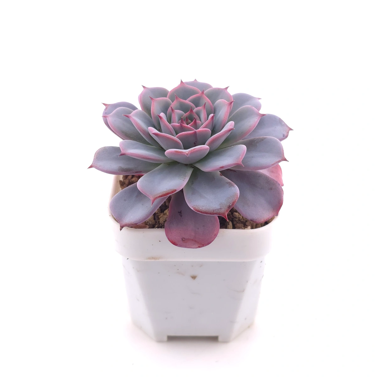 Echeveria ‘Laulensis’ | 勞倫斯 thumbnail 3
