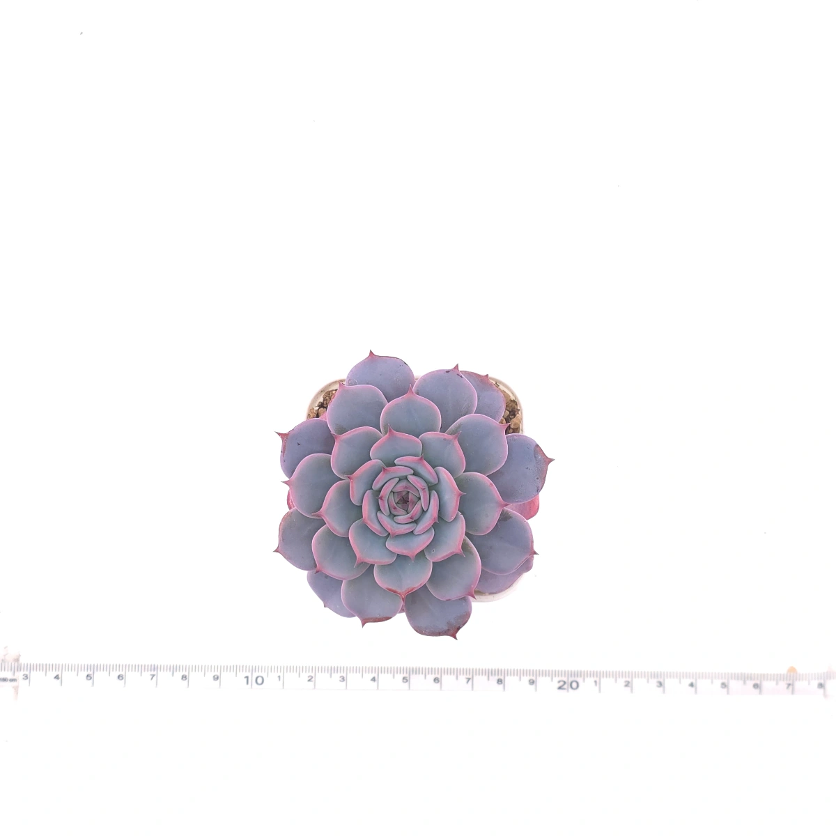 Echeveria ‘Laulensis’ | 勞倫斯 thumbnail 4