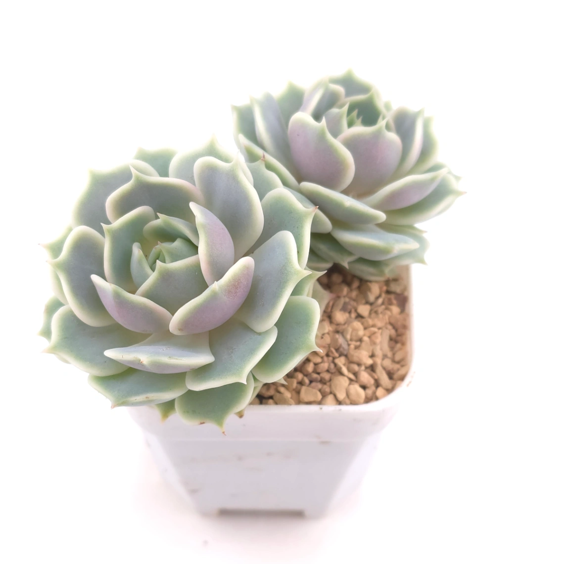 Echeveria ‘Lola’ | 露娜蓮 thumbnail 2