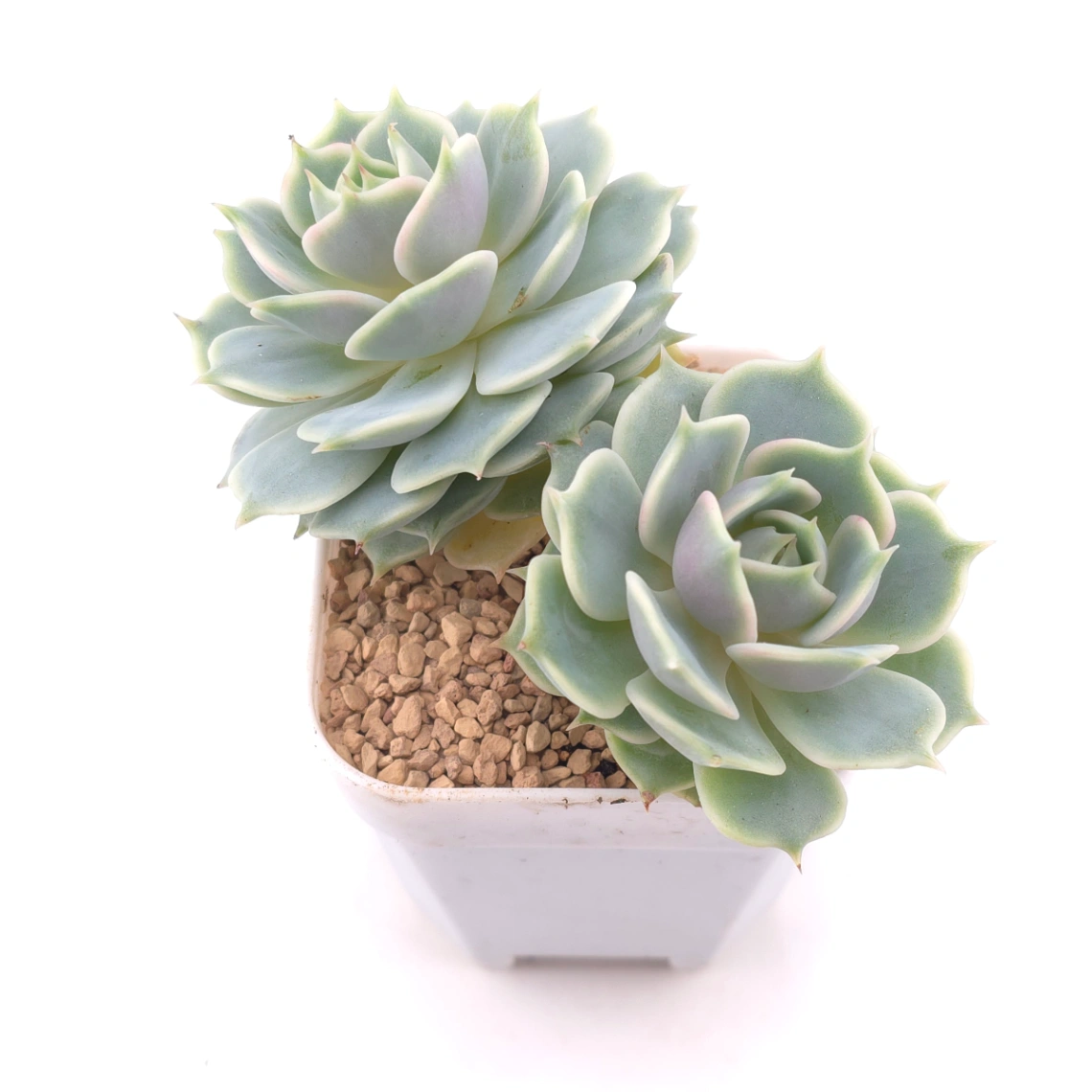 Echeveria ‘Lola’ | 露娜蓮 thumbnail 2